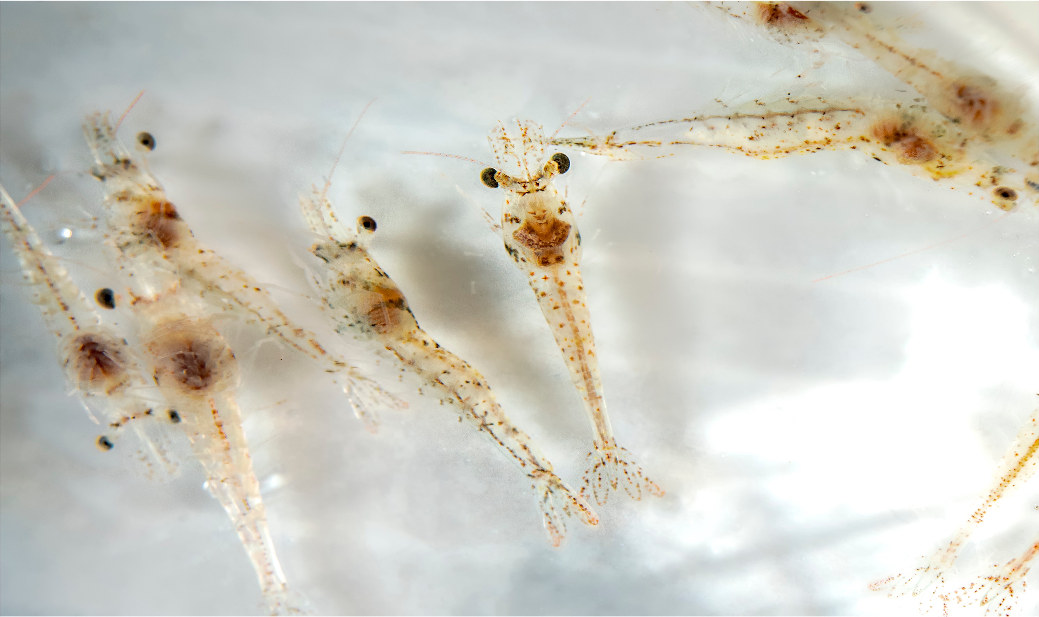 Shrimp Larvae